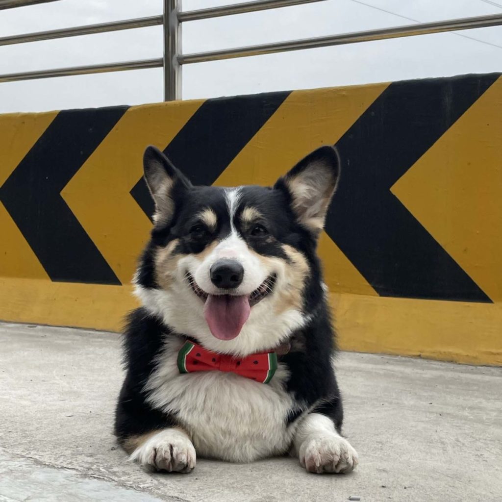 Dog CEO Collar Pet Bow Ties
