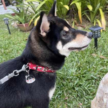 Enamel Dog ID Tags Laser Engraved Pet Tags Dog Keychains Custom Dog Owner Gifts (10)