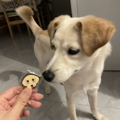 Enamel Dog ID Tags Laser Engraved Pet Tags Dog Keychains Custom Dog Owner Gifts (2)