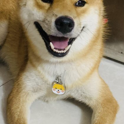 Enamel Dog ID Tags Laser Engraved Pet Tags Dog Keychains Custom Dog Owner Gifts (7)