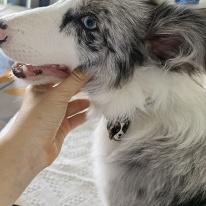 Enamel Dog ID Tags Laser Engraved Pet Tags Dog Keychains Custom Dog Owner Gifts (9)