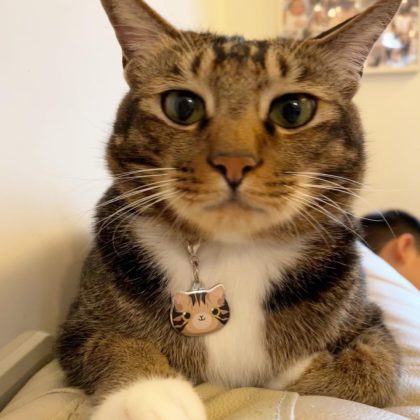 regisbox cat id tags cute cat tags kitten keychain (2)